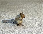 Cute Baby Grey Squirrel sitting on haunches, front paws together and back paws splayed.