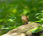 Winter Wren on fallen tree in Woodland