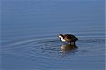 Eurasian coot (Fulica atra) swimming on pond