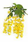 branch of yellow flower Laburnum on white background