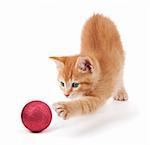 Cute orange kitten playing with a red Christmas ball ornament on a white background.