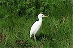 A Cattle Egret with brown feathers on the back of its head standing in a farmers field in Cotacachi, Ecuador