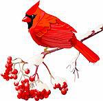 Red Cardinal bird sitting on mountain ash branch