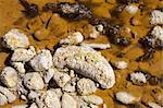 acidic crystals on stones in rio (river) Tinto, Huelva, Spain
