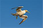 A gannet is flying above the sea