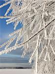 Snowy tree branches on frozen winter lake landscape