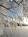 Winter snowy branches tree near frozen lake