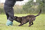 training of an holland shepherd who biting a man