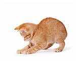 Cute orange kitten with large paws playing on a white background.