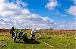 working horse and cart on the sunny autumn field