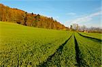 Track of Tractor in the Green Grass, Swiss Alps