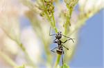 black ant and aphids in green nature or in the garden