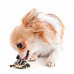 young tortoise and chihuahua isolated on a white  background