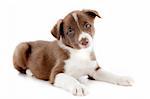 portrait of puppy border collie in front of white background