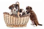 portrait of puppies border collies in front of white background