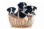 portrait of puppies border collies in a basket in front of white background