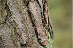 Close-up of Scots Pine (Pinus sylvestris) Tree Trunk, Neumarkt, Upper Palatinate, Bavaria, Germany
