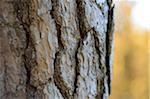 Close-up of Scots Pine (Pinus sylvestris) Tree Trunk, Neumarkt, Upper Palatinate, Bavaria, Germany