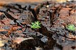 Norway Spruce (Picea abies) Seedlings Growing in Old Wood, Upper Palatinate, Bavaria, Germany