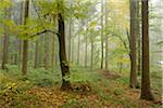 European Beech (Fagus sylvatica) Forest in Autumn, Upper Palatinate, Bavaria, Germany