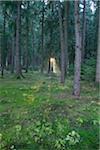 Sun Rays through Norway Spruce (Picea abies) Forest, Upper Palatinate, Bavaria, Germany