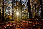 Sun Rays through European Beech (Fagus sylvatica) Forest in Autumn, Upper Palatinate, Bavaria, Germany