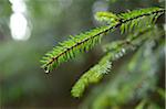 Water Drop on Norway Spruce (Picea abies) Branch, Upper Palatinate, Bavaria, Germany