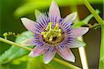 Close-up of Blue Passion Flower (Passiflora caerulea), Bavaria, Germany