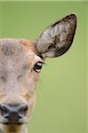 Close-Up of Red Deer's Face (Cervus elaphus)