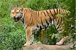 Siberian Tiger Growling (Panthera tigris altaica)