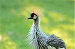 Gray Crowned Crane (Balearica regulorum) with Ruffled Feathers