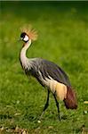 Grey Crowned Crane (Balearica regulorum) Walking in Grass