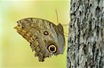 Owl Butterfly (Caligo eurilochus) on Tree Trunk