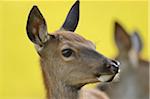 Close-Up of Red Deer's Face with Yellow Background (Cervus elaphus)