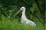 White Stork (Ciconia ciconia) in Tall Grass