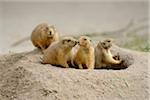 Four Black-tailed Prairie Dogs (Cynomys ludovicianus) at Entrance to Burrow