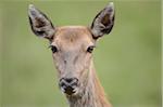 Close-Up of Red Deer (Cervus elaphus) Looking at Camera, Bavaria, Germany