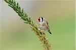 European Goldfinch (Carduelis carduelis) Perched on Plant