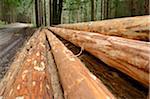 Pile of Logs Stripped for Timber by Side of Road, Bavaria, Germany