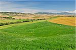 Bales of Hay in Meadow in Summer, San Quirico d'Orcia, Val d'Orcia, Province of Siena, Tuscany, Italy