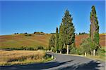 Road with Cypress Trees in Summer, Pienza, Val d'Orcia, Province of Siena, Tuscany, Italy