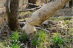 Tree Trunk Cut by Beavers and Leucojum Vernum in Early Springtime, Oberpfalz, Bavaria, Germany