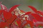 Japanese Photinia flowers and leaves