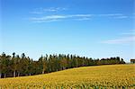 Sunflower field in Biei, Hokkaido