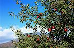 Apple trees and blue sky with clouds
