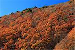 Autumn colors in Minobu, Yamanashi Prefecture