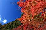Autumn leaves and blue sky with clouds