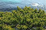 Trees and sea