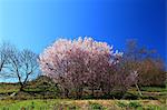 Cherry blossoms and blue sky in Asuka, Nara Prefecture