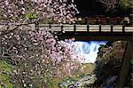Cherry blossoms and bridge in Asuka, Nara Prefecture